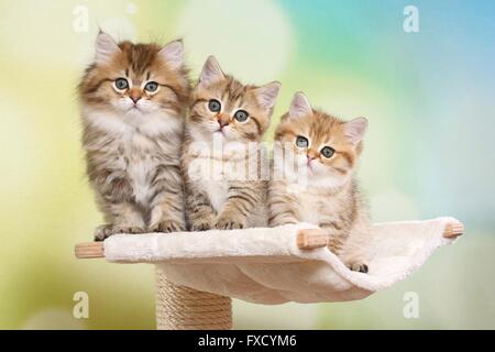 Highlander und Britisch Kurzhaar Kitten Stockfoto