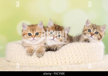 Highlander und Britisch Kurzhaar Kitten Stockfoto