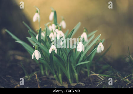 Galanthus Nivalis oder gemeinsame Schneeglöckchen Blüten, geringe Schärfentiefe Stockfoto