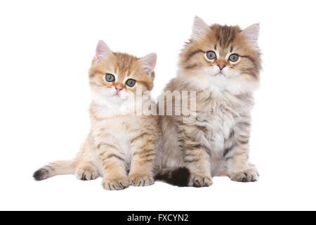 Highlander und Britisch Kurzhaar Kitten Stockfoto