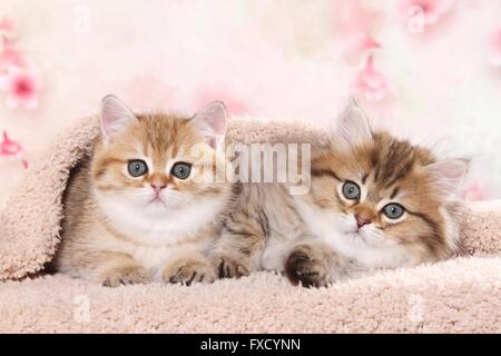 Highlander und Britisch Kurzhaar Kitten Stockfoto