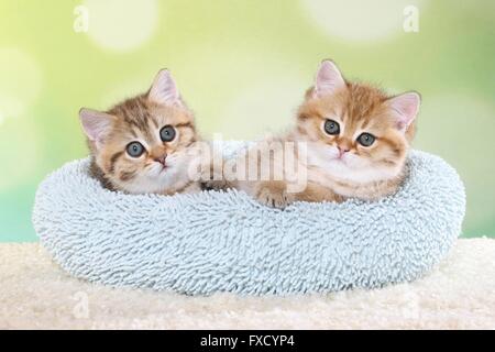 2 Britisch Kurzhaar Kitten Stockfoto