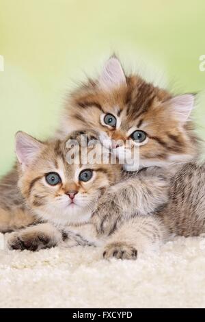 Highlander und Britisch Kurzhaar Kitten Stockfoto