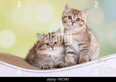 Highlander und Britisch Kurzhaar Kitten Stockfoto