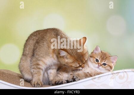 Britisch Kurzhaar Katze mit Kätzchen Stockfoto