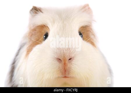 Sheltie Meerschweinchen Stockfoto