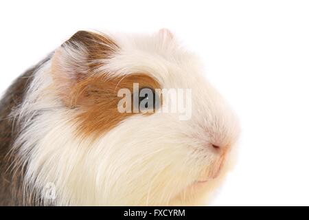 Sheltie Meerschweinchen Stockfoto