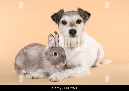 Parson Russell Terrier und Zwerg Kaninchen Stockfoto