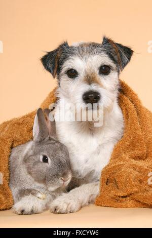 Parson Russell Terrier und Zwerg Kaninchen Stockfoto