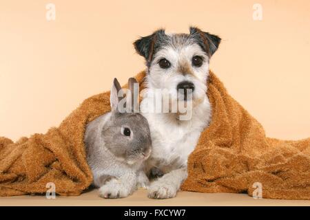 Parson Russell Terrier und Zwerg Kaninchen Stockfoto