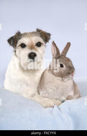 Parson Russell Terrier und Kaninchen Stockfoto