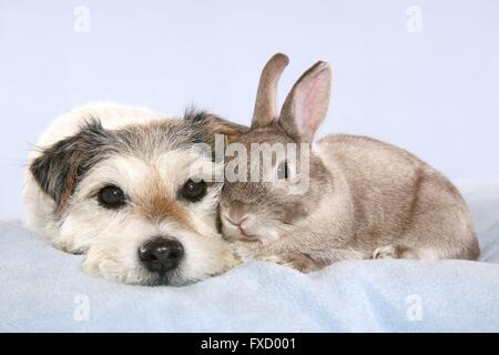 Parson Russell Terrier und Kaninchen Stockfoto