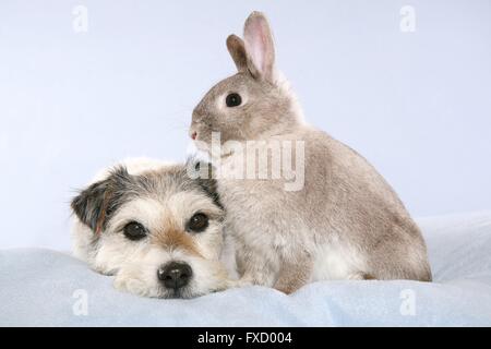 Parson Russell Terrier und Kaninchen Stockfoto