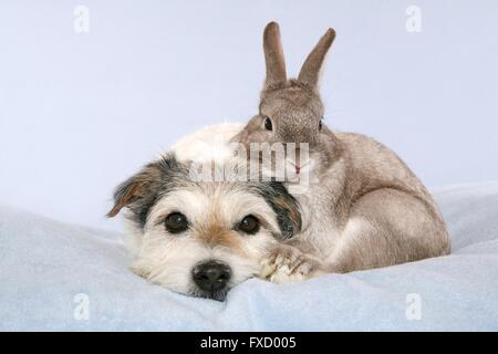 Parson Russell Terrier und Kaninchen Stockfoto