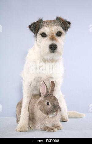 Parson Russell Terrier und Kaninchen Stockfoto