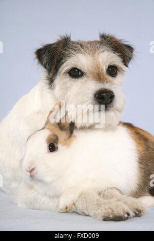 Parson Russell Terrier und Kaninchen Stockfoto