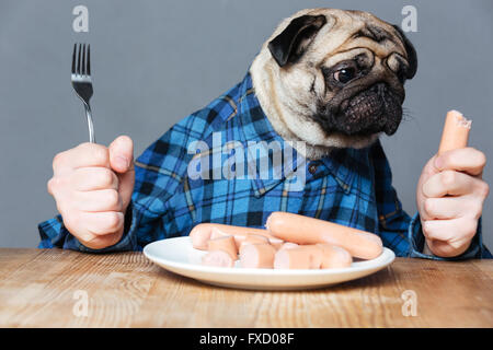 Hungrige Mops Hund mit dem Menschen Hände im karierten Hemd mit Gabel und Wurst über grauen Hintergrund Stockfoto