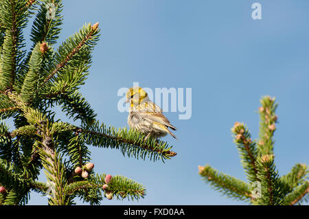 Männchen der Girlitz Serinus Serinus, thront auf einem Zweig der Picea abies Stockfoto