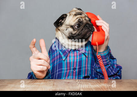 Erstaunt Mann mit Mops Hundekopf im karierten Hemd, reden am Telefon über grauen Hintergrund Stockfoto