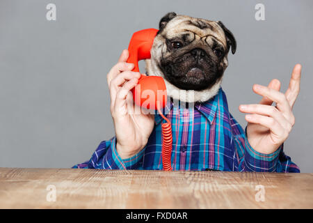 Ernster Mann mit Mops Hundekopf im karierten Hemd, reden am Telefon über grauen Hintergrund Stockfoto