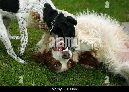 2 Hunde Stockfoto