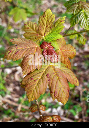 Frisch geöffnete Blätter der Platane im Frühjahr. Stockfoto