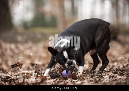 Boston Terrier spielen Stockfoto