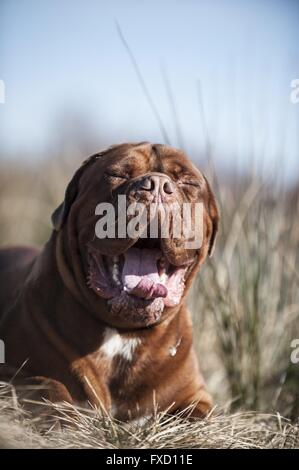 liegende Dogge de Bordeaux Stockfoto