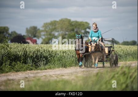 Pferd und Wagen Stockfoto