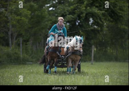 Pferd und Wagen Stockfoto