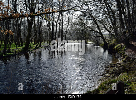 Birke und Buche Bäume wachsen am Rand des Wassers in den Fluss zu verdienen auf Lady Mary Spaziergang, Crieff, Perthshire, Schottland Stockfoto