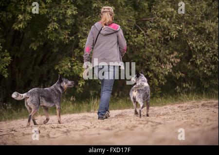 2 Australian Cattle Dogs Stockfoto