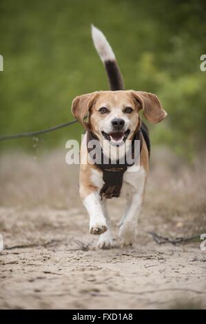 Fuß Beagle Stockfoto