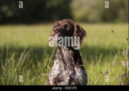 Kleines Munsterlander-Porträt Stockfoto