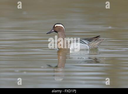 Garganey Ente Stockfoto