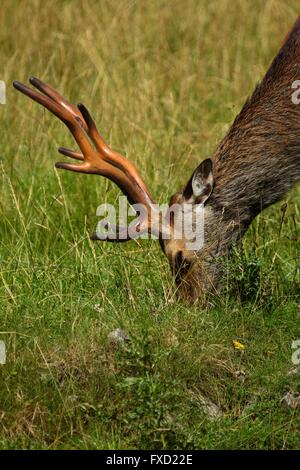 Sika-Hirsch Stockfoto