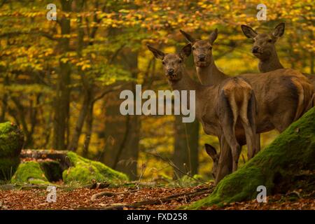 Red deer Stockfoto