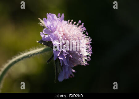 Ein Feld Witwenblume (Knautia Arvensis) Blume. Stockfoto