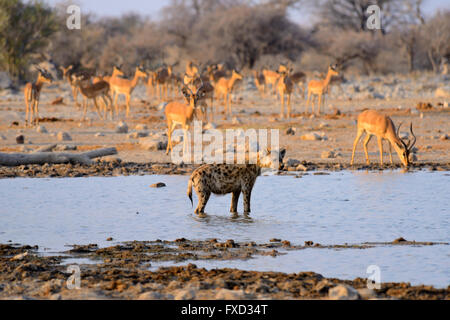 Gefleckte Hyänen (Crocuta Crocuta) mit Herde von Impala in Klein Namutoni Wasserloch im Etosha Nationalpark, Namibia Stockfoto