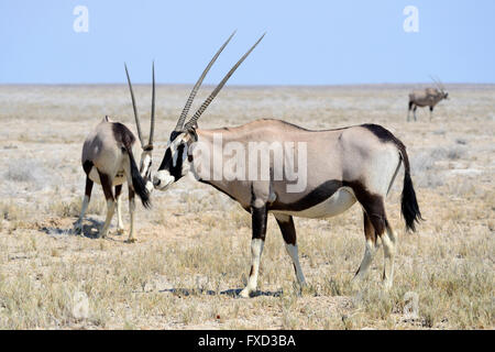 Herde von Oryx (Oryx Gazella) im Etosha Nationalpark, Namibia Stockfoto