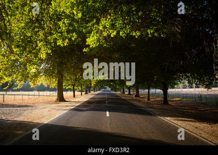 Der berühmte Einstieg in Bright an einem Herbstmorgen, entlang der Great Alpine Rd in Victoria, Australien Stockfoto