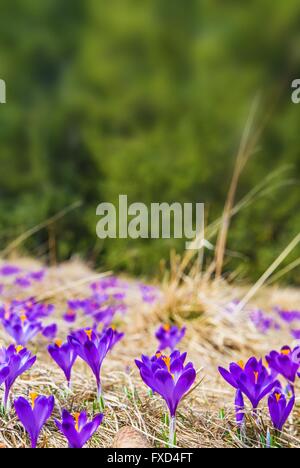 Blühende Krokus vertikale Kopie Raum Hintergrund. Blühende Krokusse im Frühling Stockfoto