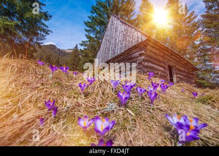 Holzhütte und Krokusse im Scenic Chocholowska Tal. Frühling blühenden Krokus im polnischen Tatra-Gebirge. Stockfoto