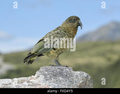 Kea - Nestor notabilis Stockfoto