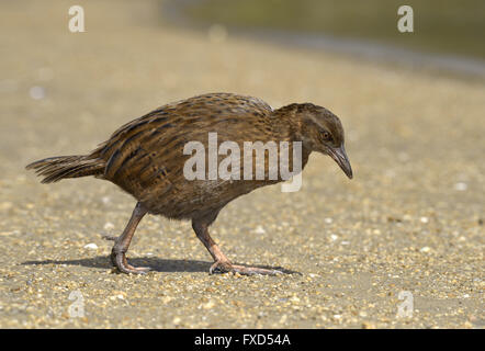 WEKA - Gallirallus australis Stockfoto