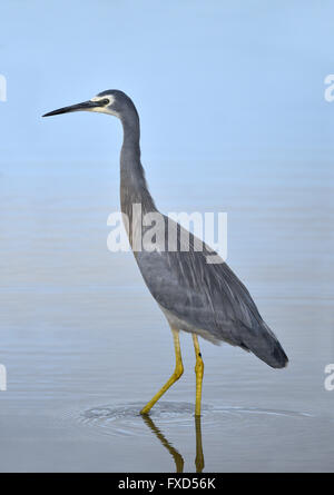 White-faced Heron - Ardea novaehollandiae Stockfoto