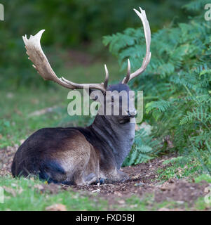 Melanistische schwarze Damhirsch Bock sitzen, relaxen im Farn und Bracken am Rande des Holzes Stockfoto