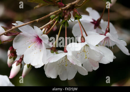 April blüht der kleine, Frühjahr blühende Kirsche, Prunus Incisa 'The Bride' Stockfoto