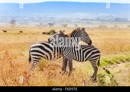 Zwei Zebras spielen mit einander in Südafrika Stockfoto