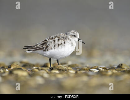 Red-necked Stint - Calidris ruficollis Stockfoto